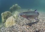 Rainbow trout in shallows