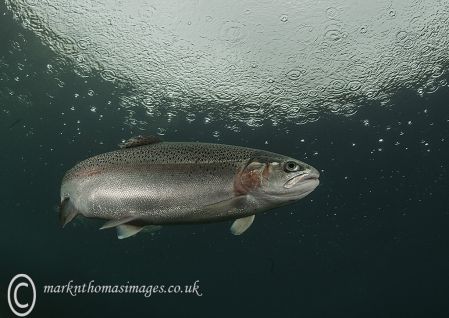 Rainbow trout