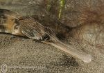 Greater pipefish