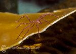 Sea spider on kelp