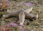Common starfish