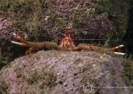 Long clawed squat lobster