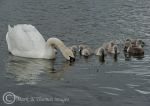 Mute swan & 11 cygnets