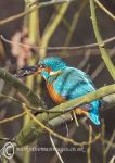 Kingfisher with fish