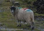 Rainbow sheep