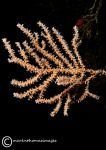 Pink sea fan