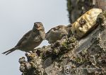 Sparrows & scone