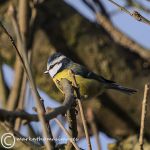 Blue tit