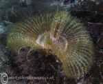 Fan worm