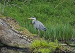 Grey heron