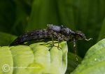 Emperor Dragonfly Nymph