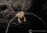 Long-legged spider crab