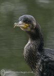 Cormorant