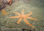 seven-legged starfish