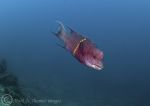 Mexican Hogfish