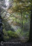 Autumn light - Marbury 2