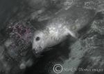 grey seal pup b&w