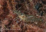 Common prawn on red seaweed