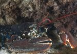 Aughrus lobster