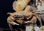 Velvet swimming crab