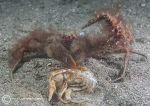 Sponge spider crab