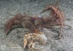 Sponge spider crab