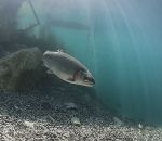 Capernwray trout sunbeams