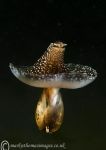 Akera bullata, a bubble-shell seaslug