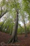 autumn trees