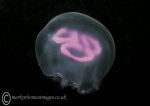 Moon jelly