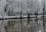 Tree reflections