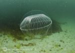 Hydroid medusa