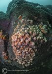 Plumose Anemones - Frenchman Rock, Donegal