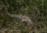 Goby - juvenile