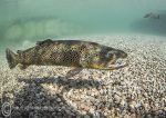 Brown trout in shallows