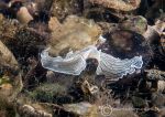 Candy-striped flatworm