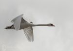 Omey Swan 2