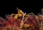 Sponge spider crab