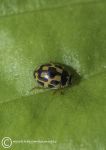 Fourteen-spot ladybird