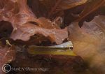 snake pipefish