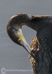 Cormorant 