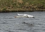 Mute Swan - take off 2