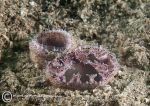 Razor clam syphons