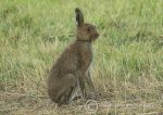 Irish hare 3