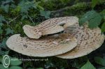 Parasol Fungus