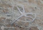 Sand brittle star