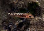 Two-spot goby