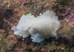 Jorunna tomentosa.