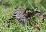 Dunnock