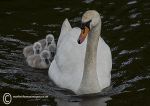 Mute Swans 2013